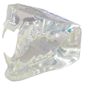 Feline Jaw Model - Clear