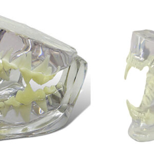 Feline & Canine Jaw Model Set