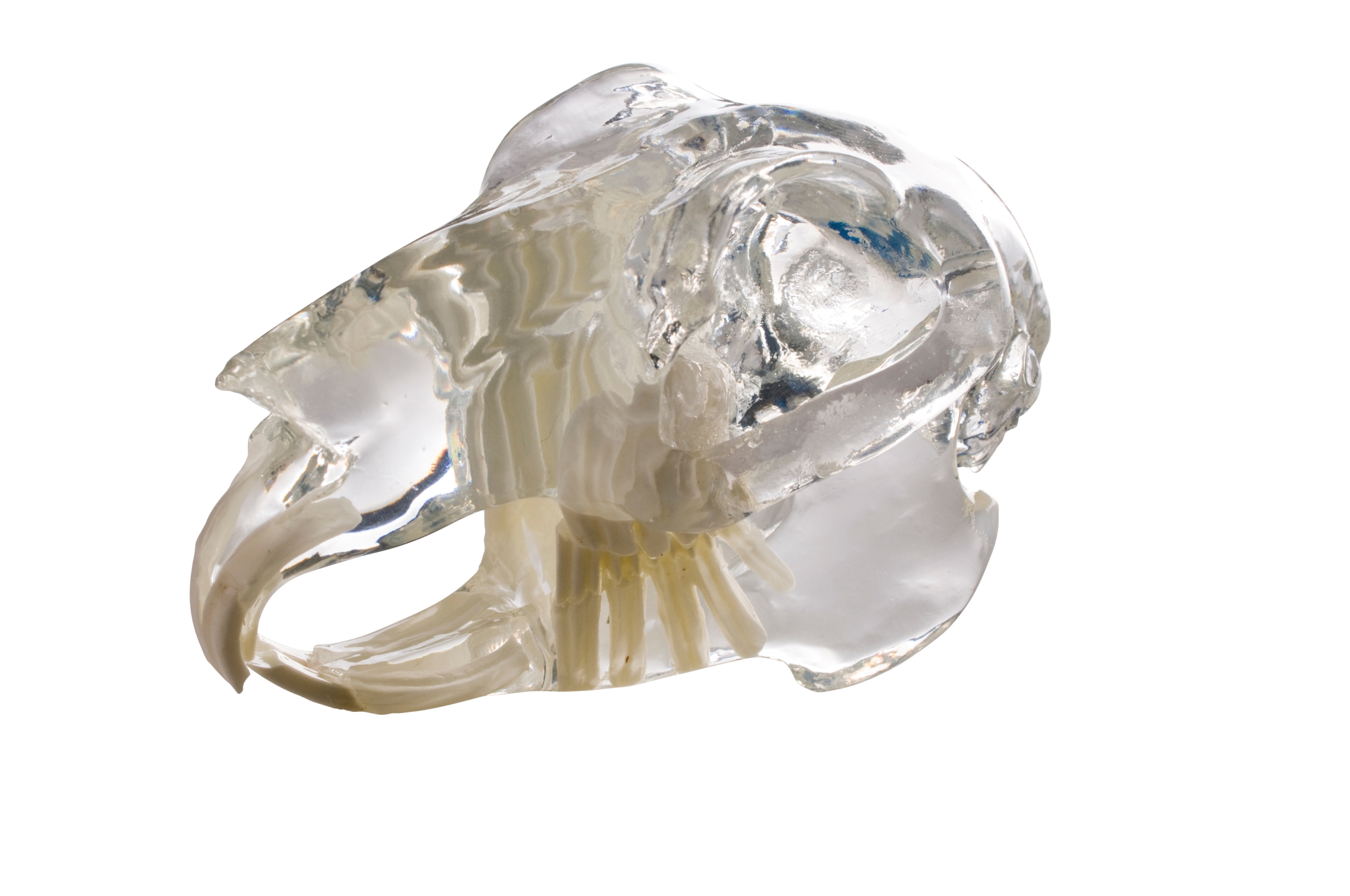 Clear Rabbit (Leporidae) Skull Model