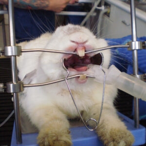 Table Top Rabbit & Rodent gag