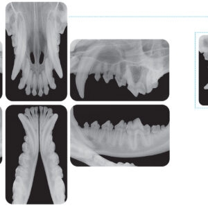 CR 7 Vet Image Plate röntgenscanner pakket